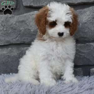 Allie, Cavapoo Puppy