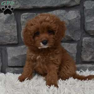 Angie, Cavapoo Puppy