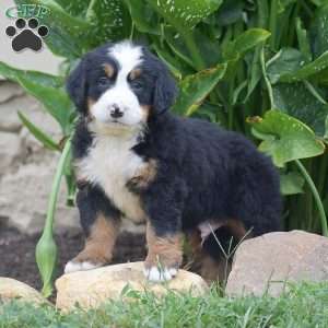 Percy, Bernese Mountain Dog Puppy