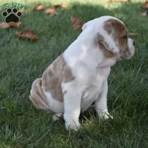 Trixie, Beabull Puppy