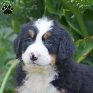 Percy, Bernese Mountain Dog Puppy
