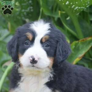 Percy, Bernese Mountain Dog Puppy