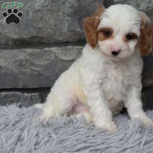 Archie, Cavapoo Puppy