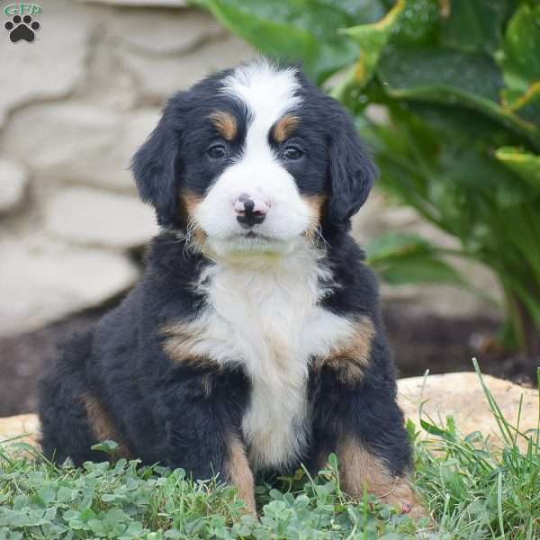 Percy, Bernese Mountain Dog Puppy