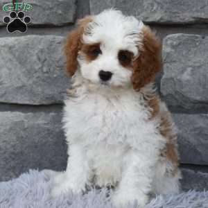 Allie, Cavapoo Puppy