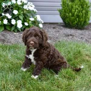 Teddy, Portuguese Water Dog Puppy