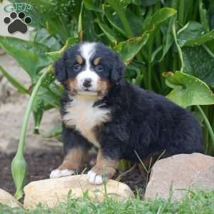 Penelope, Bernese Mountain Dog Puppy