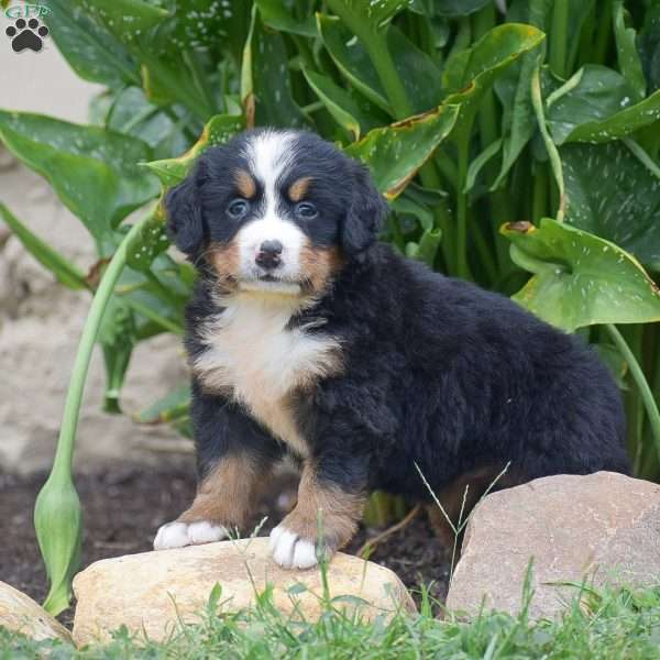 Penelope, Bernese Mountain Dog Puppy