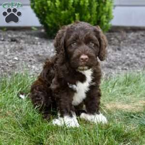 Teddy, Portuguese Water Dog Puppy