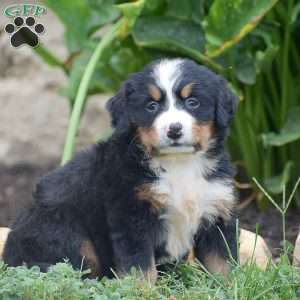 Penelope, Bernese Mountain Dog Puppy