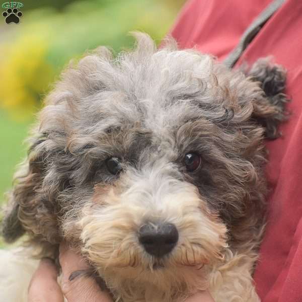 Grant, Toy Poodle Puppy
