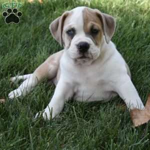 Tootsie, Beabull Puppy