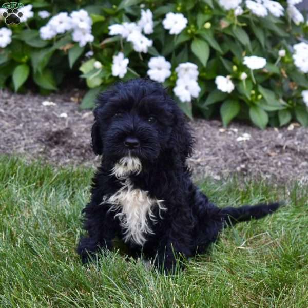 Mia, Portuguese Water Dog Puppy
