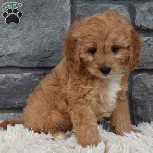 Milo, Cavapoo Puppy