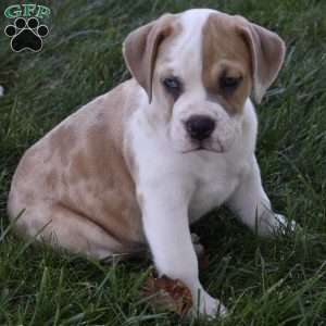 Tootsie, Beabull Puppy
