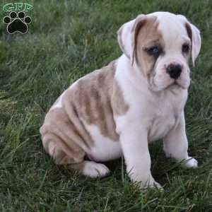 Trixie, Beabull Puppy