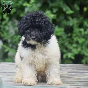 Gunner, Toy Poodle Puppy