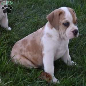 Tootsie, Beabull Puppy