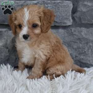 Teddy, Cavapoo Puppy