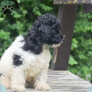 Gunner, Toy Poodle Puppy