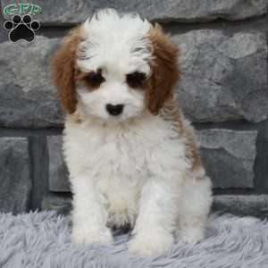 Allie, Cavapoo Puppy
