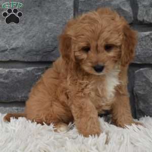 Milo, Cavapoo Puppy