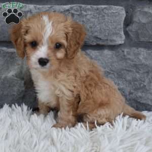 Teddy, Cavapoo Puppy