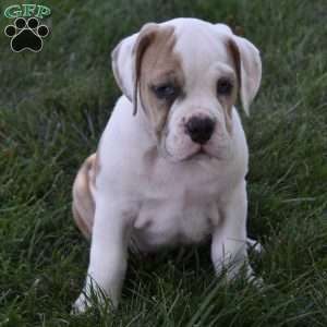 Trixie, Beabull Puppy