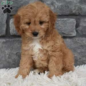 Milo, Cavapoo Puppy