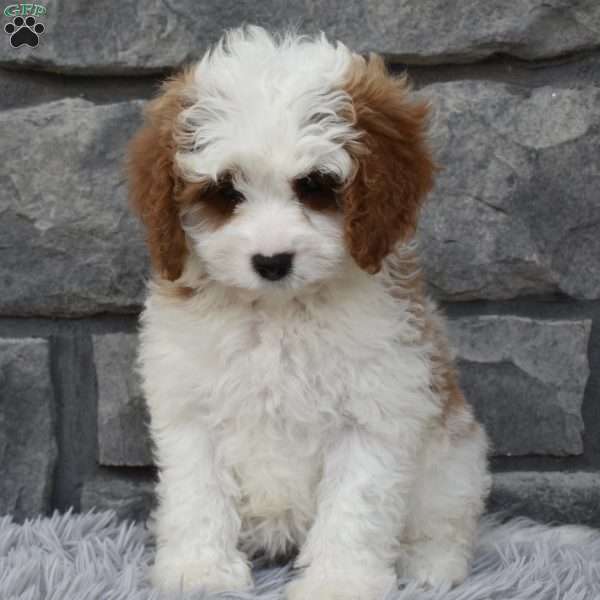 Allie, Cavapoo Puppy