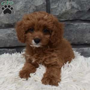 Angie, Cavapoo Puppy