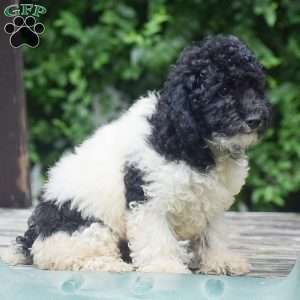 Gunner, Toy Poodle Puppy