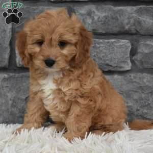Milo, Cavapoo Puppy