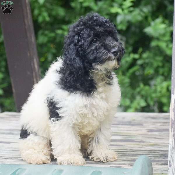 Gunner, Toy Poodle Puppy