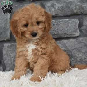Milo, Cavapoo Puppy