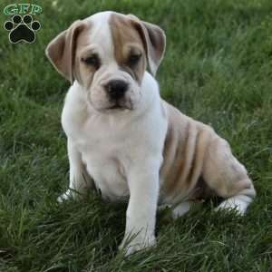 Tootsie, Beabull Puppy