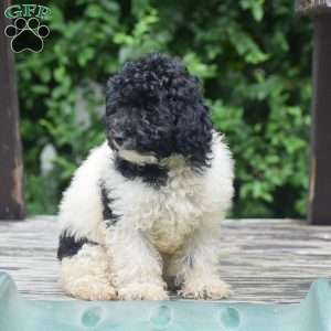 Gunner, Toy Poodle Puppy