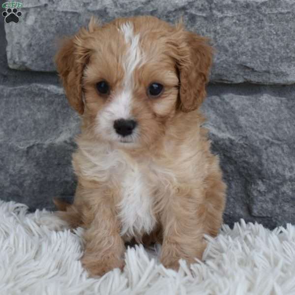 Teddy, Cavapoo Puppy