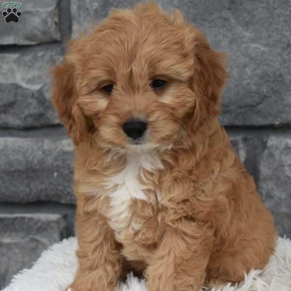 Milo, Cavapoo Puppy