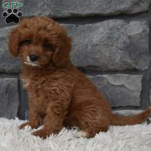 Angie, Cavapoo Puppy