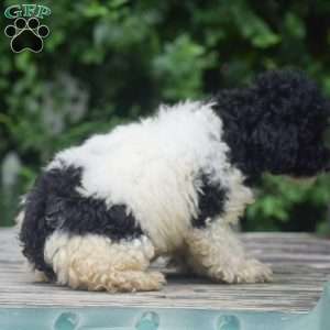 Gunner, Toy Poodle Puppy