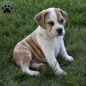 Tootsie, Beabull Puppy