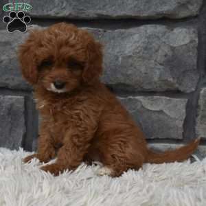 Angie, Cavapoo Puppy