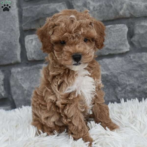 Cash, Toy Poodle Puppy