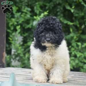 Gunner, Toy Poodle Puppy
