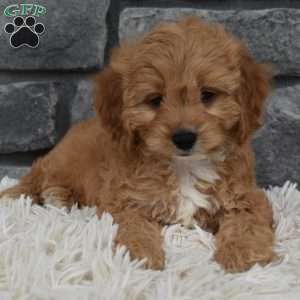 Milo, Cavapoo Puppy