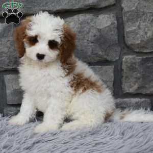 Allie, Cavapoo Puppy