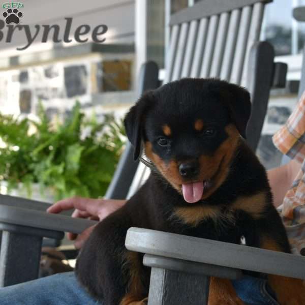 Brynlee, Rottweiler Puppy