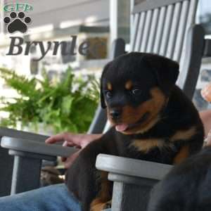 Brynlee, Rottweiler Puppy