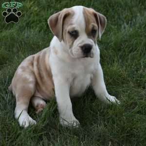 Tootsie, Beabull Puppy
